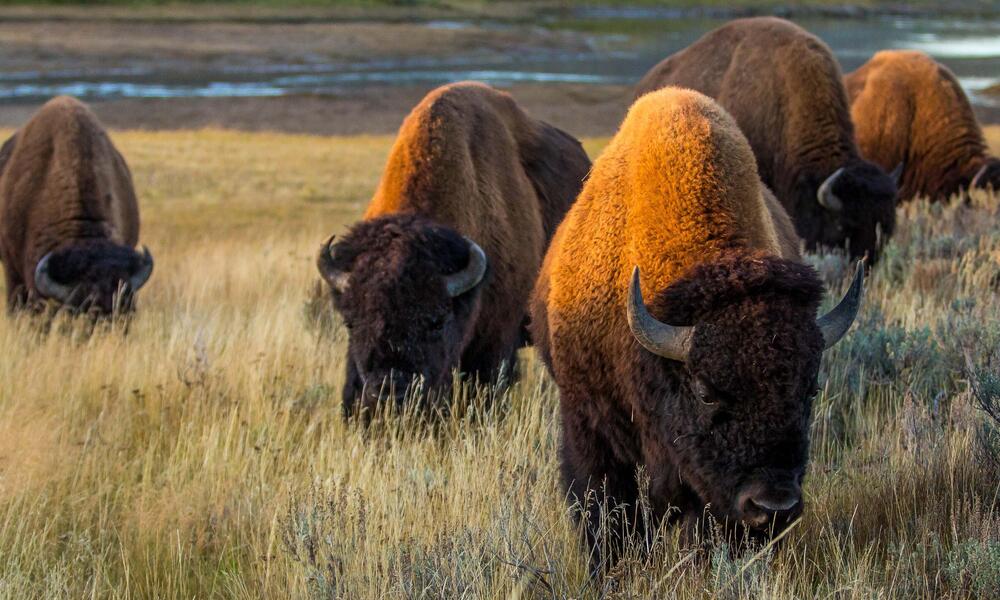 american bison herd