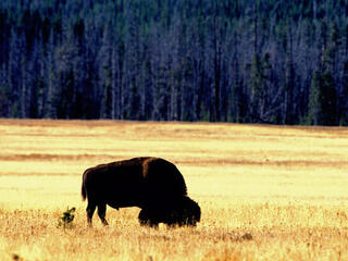 Bison on plains