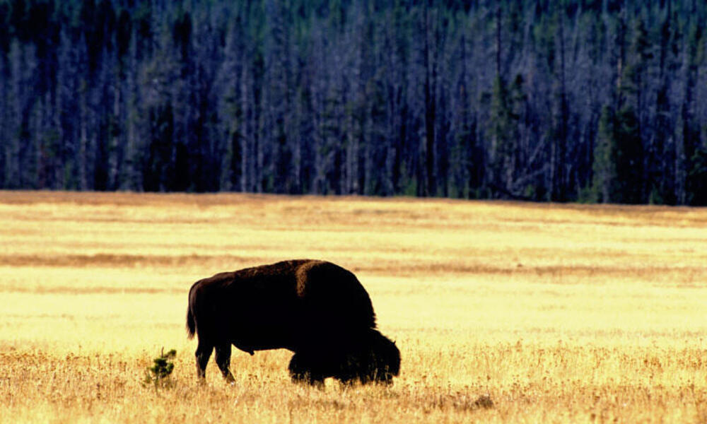 Bison on plains