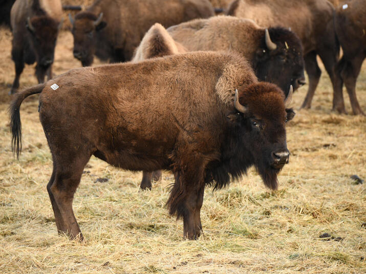 A bison looks at the camera as other bison mill around in the background