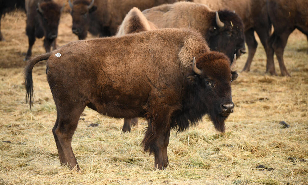 A bison looks at the camera as other bison mill around in the background