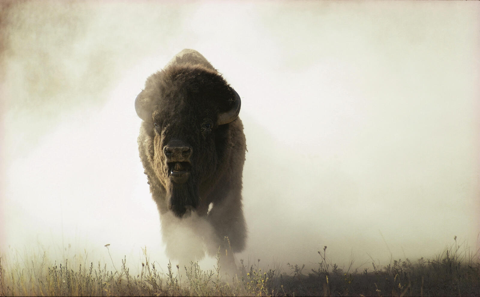 bison charging
