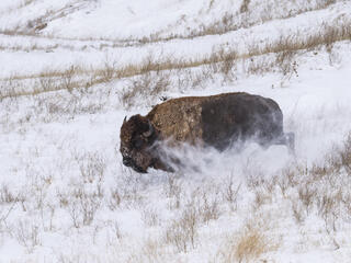 Bison released into Badlands National Park