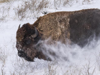 Bison released into Badlands National Park