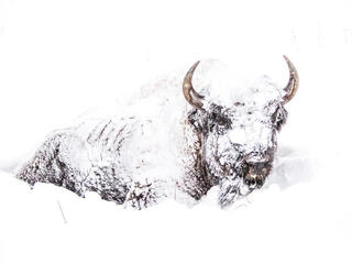 bison covered in snow