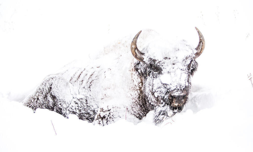 How bison survive winter in the Northern Great Plains, Stories