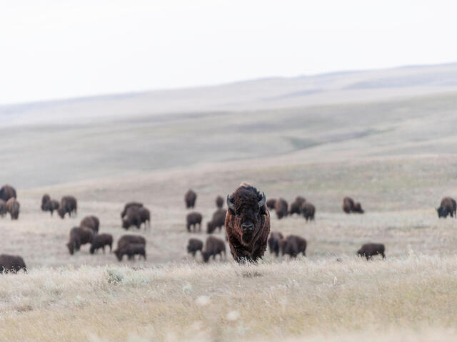 Bison facing front with herd behind