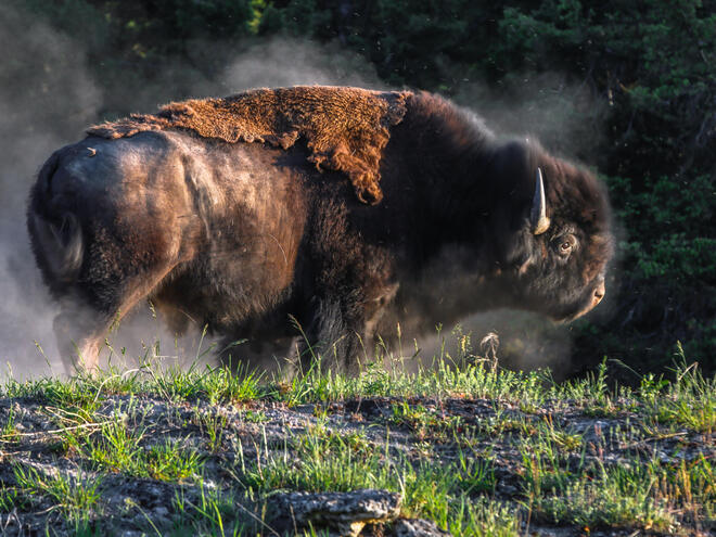 bison running