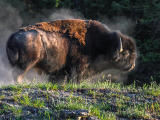 bison running
