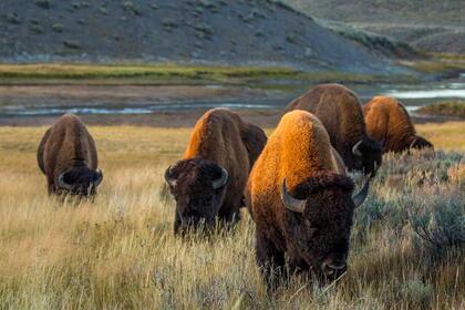 Plains bison (Bison bison bison) in Yellowston National Park, United States