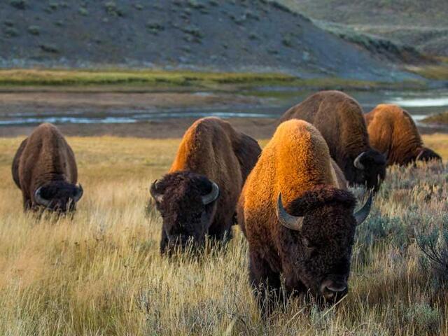 Plains bison (Bison bison bison) in Yellowston National Park, United States