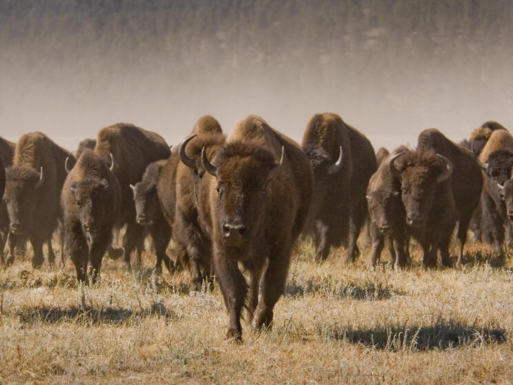 A herd of bison walking towards the camera.