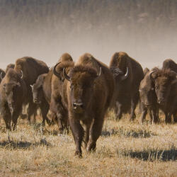 A herd of bison walking towards the camera. 