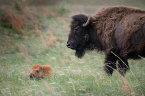 Bison herd and newborn calves, Wolakota Buffalo Range, Rosebud Sioux Reservation