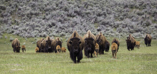 Bison herd with calves in Lamar Valley of Yellowstone National Park