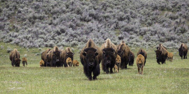 Bison herd with calves looking at the camera in a grassy field