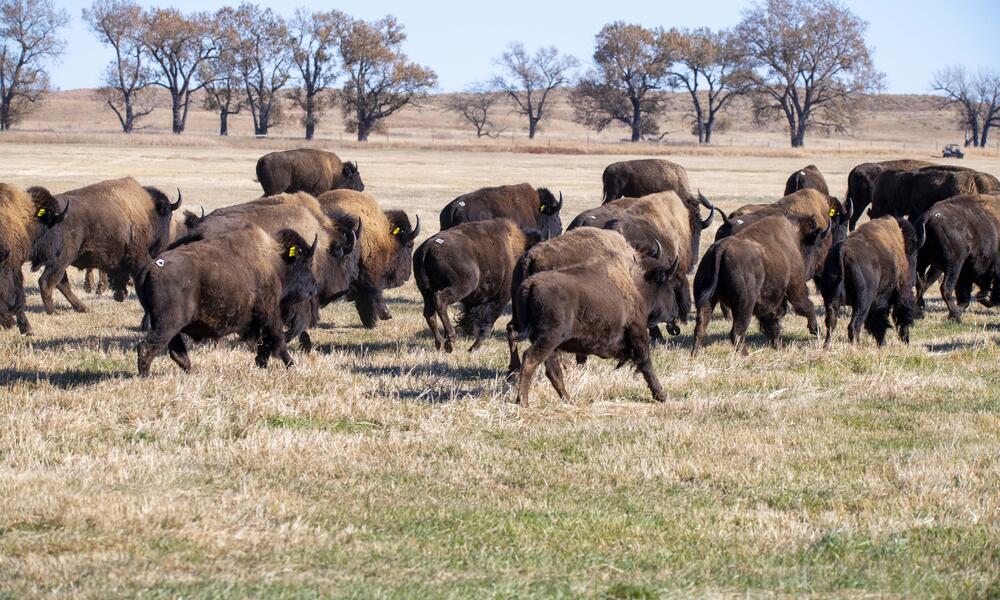 Bison walk out into a brown field