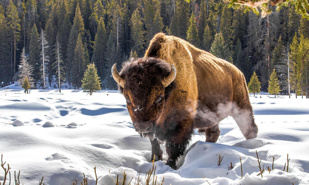 bomuld sommerfugl misundelse Meet the bison: facts about America's national mammal | Stories | WWF
