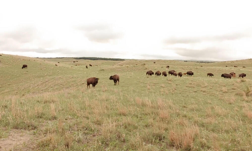 De corazón, agradecemos todo tu apoyo. | Historias | Descubre WWF