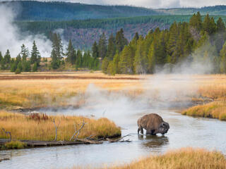 Bison in with grasslands in the background