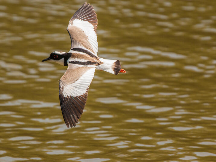 Bita river bird Jorge Garcia