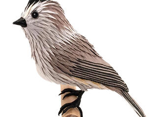 Black Crested Titmouse