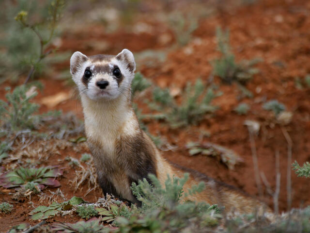 Black footed ferret looks at camera