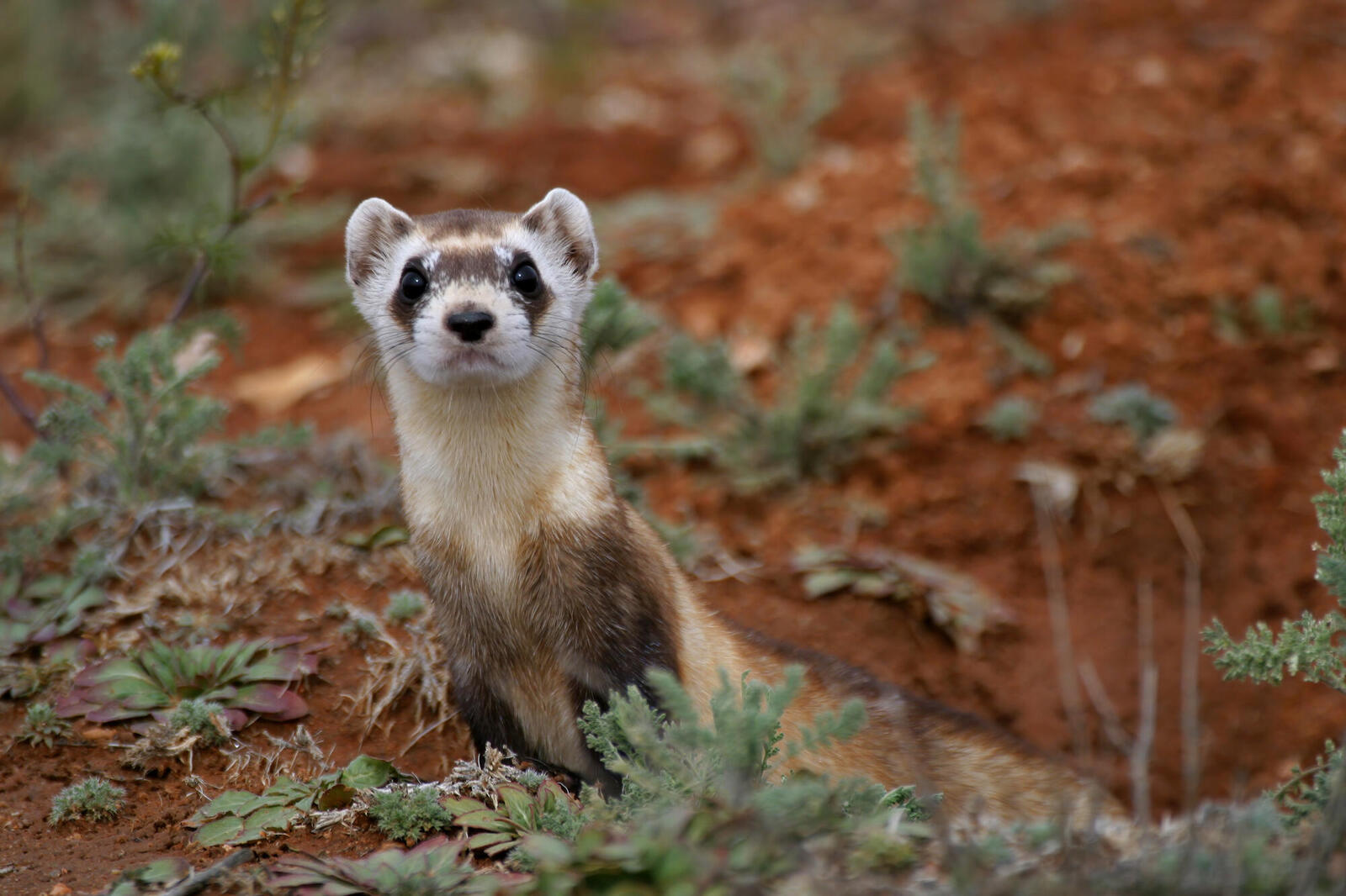 Black footed ferret looks at camera