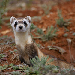 Black footed ferret looks at camera