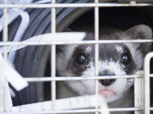 black footed ferret awaiting release