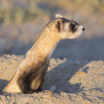 black footed ferret in the daytime