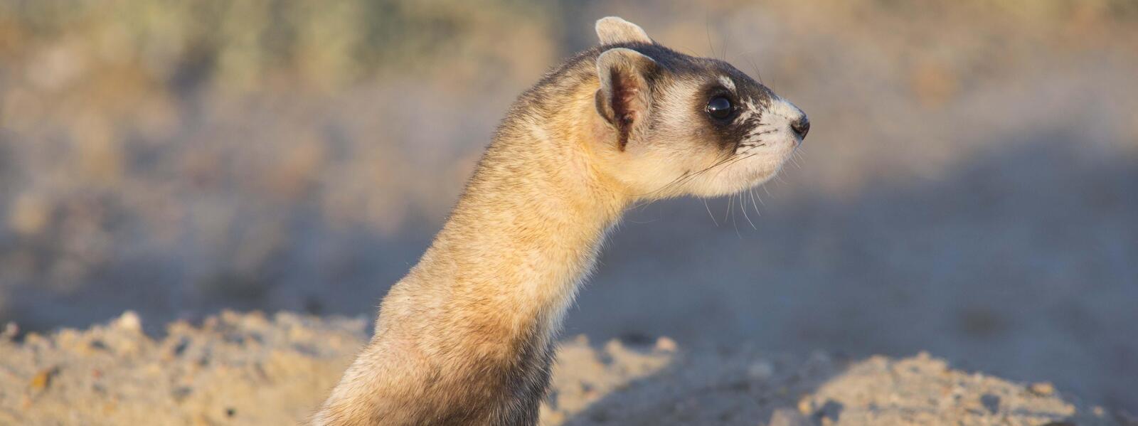 black footed ferret in the daytime