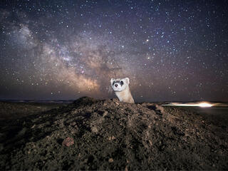 A black-footed ferret pops its head out of a hole at night with a large starry sky in the background