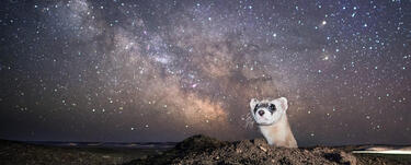 A black-footed ferret pops its head out of a hole at night with a large starry sky in the background