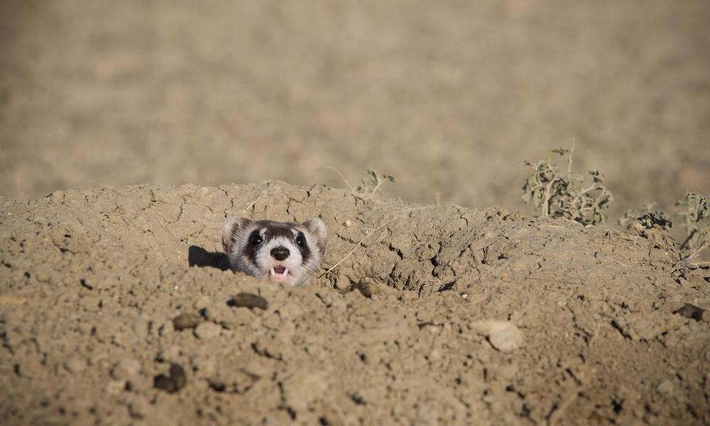 black footed ferret pops head up