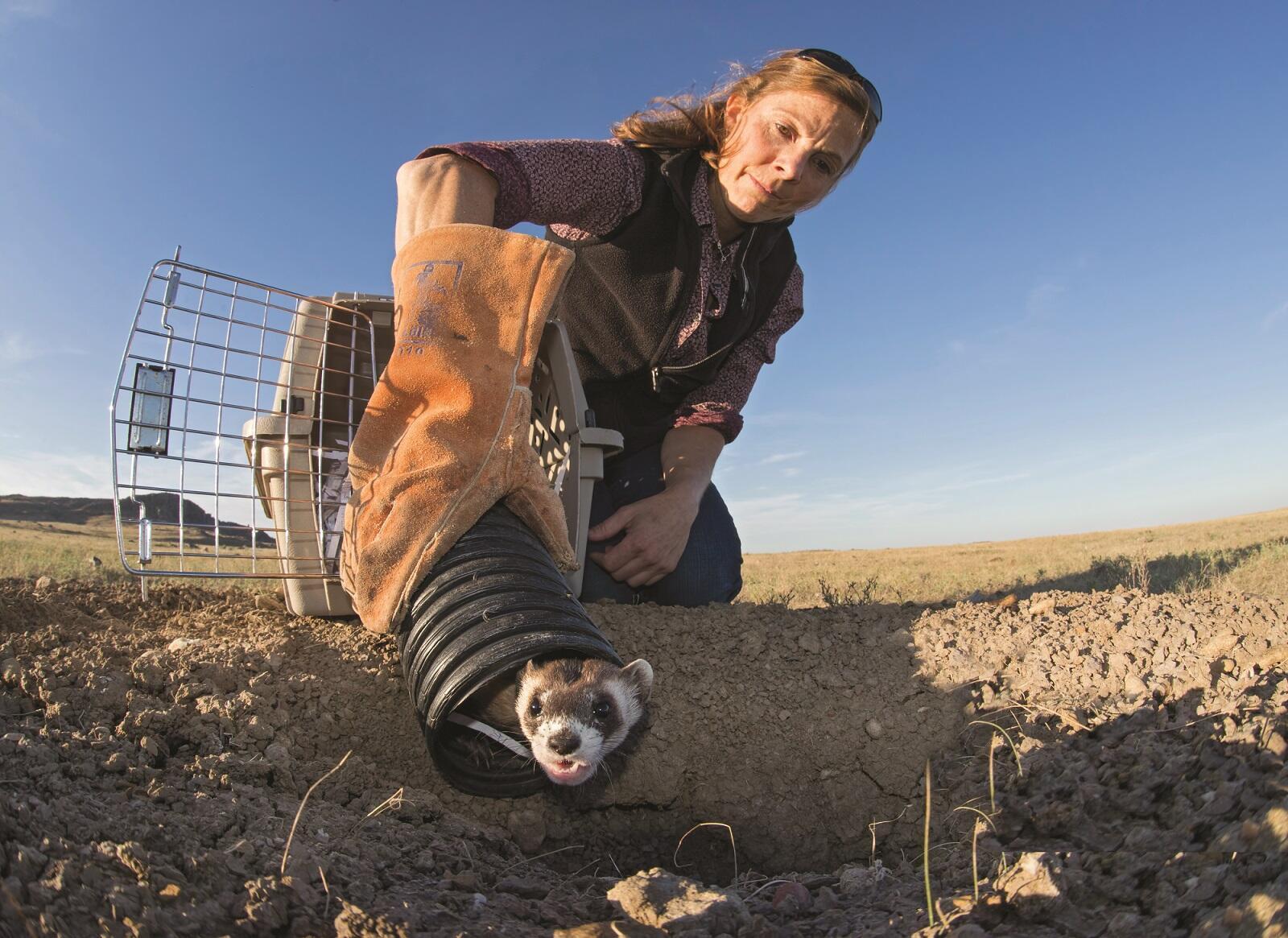 Black-footed ferret release