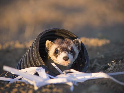 black footed ferret released