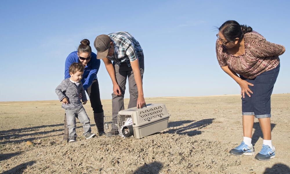 black footed ferret release