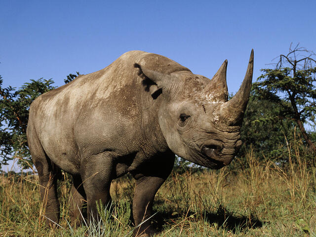 Black Rhino Species WWF Black Rhino Species WWF