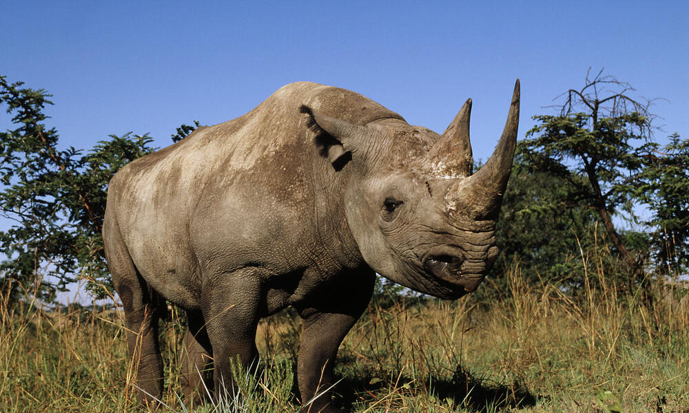 Black Rhino Species WWF
