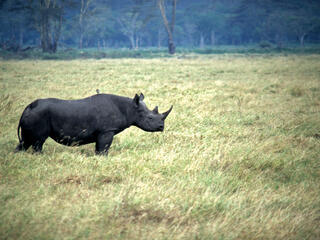 Black Rhino 