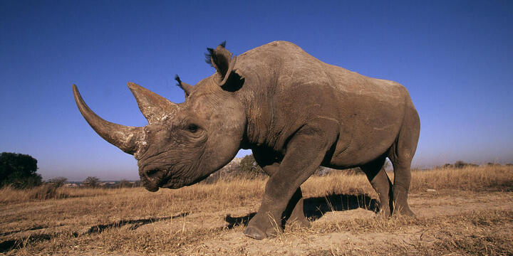 A massive black rhino walking towards the camera, which is using a mild fish eye lens.