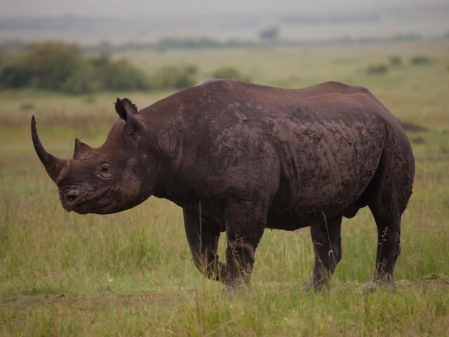 Black Rhino (Diceros Bicornis), Maasai Mara National Reserve, Kenya.