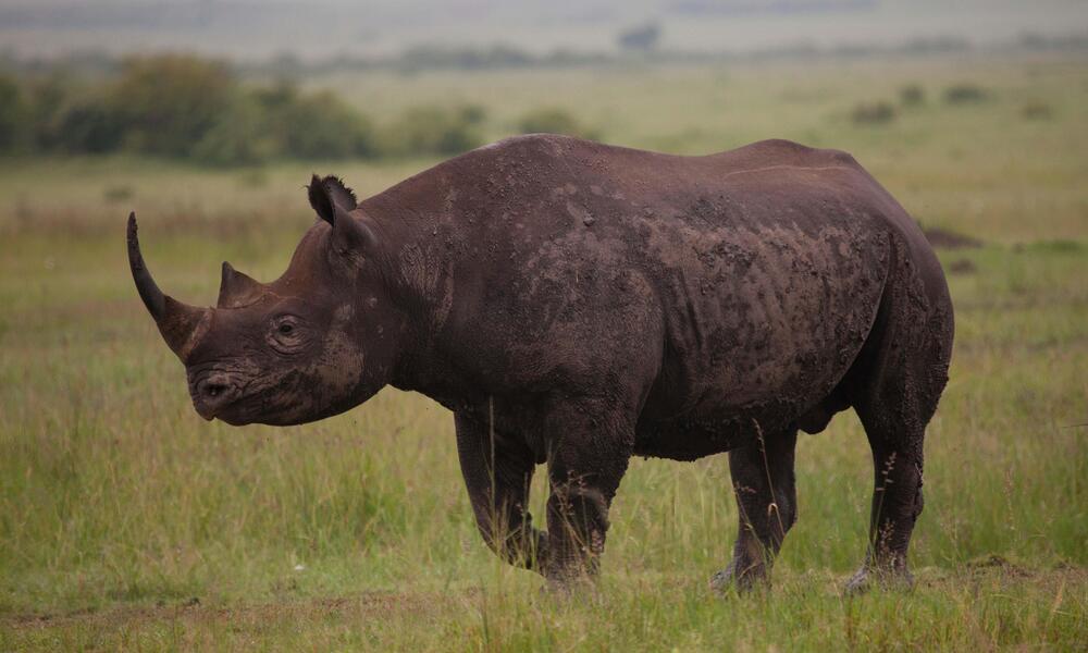 western black rhinoceros