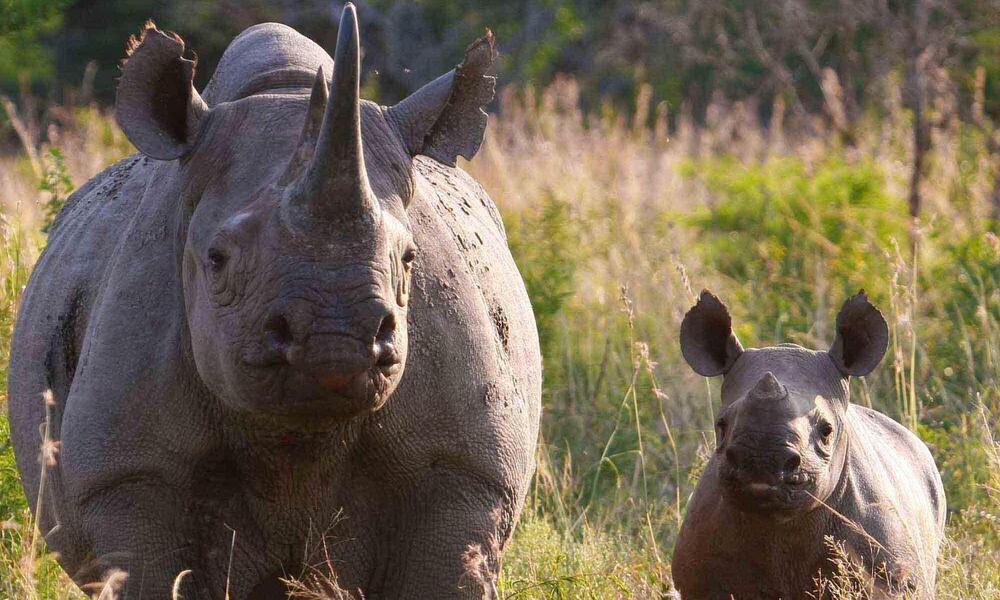 black rhino and calf