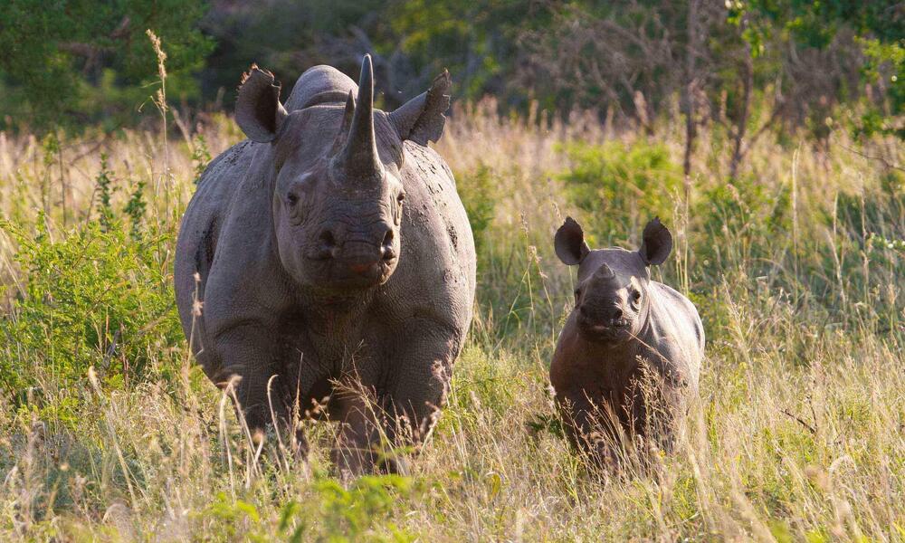 black rhino and calf