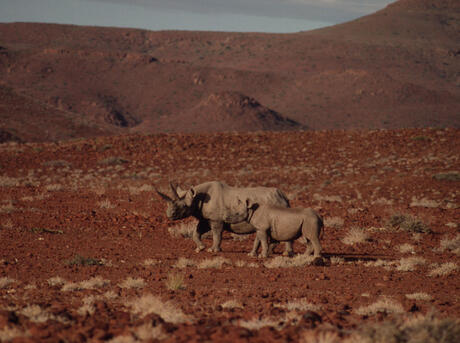 Diceros bicornis Black rhinoceros Desert species adapted to extremely arid habitat Kaokoland, Namibia.