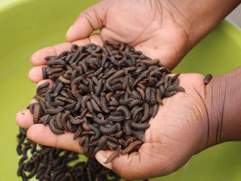 A person with cupped hands holds a bunch of black soldier fly larvae