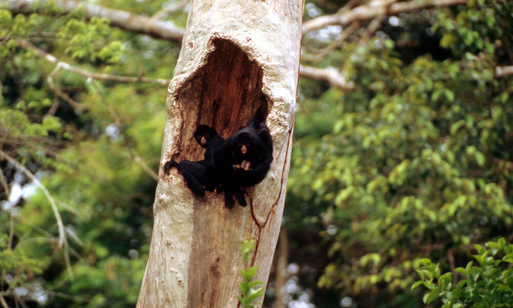 Spider monkeys, facts and photos