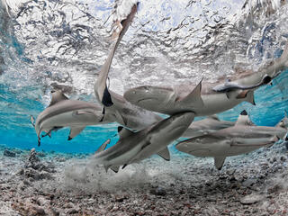 A group of black tip reef sharks circle together in a shallow lagooon